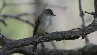 Eastern WoodPewee Singing [upl. by Betti660]