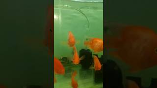 Red parrot fish redparrot fish aquarium fishaquarium monsterfish shorts viralshort yt [upl. by Suidualc]