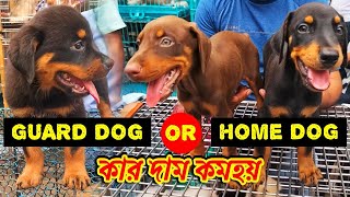 guard dog or home dog which is better  Galiff Street Pet Market Kolkata  dog market in kolkata [upl. by Bohs]