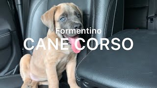 Cane Corso Italian Mastiff formentino puppy 8 weeks old [upl. by Amikehs]