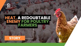 Heat a redoubtable enemy for poultry farmers [upl. by Vladi]