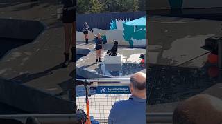 Sea Lion waves his wittle flipper 😁 cute sealions aquarium seacreatures newyork seallife aww [upl. by Gristede]