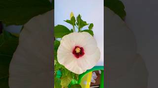 Chinese🇨🇳erysipelasHibiscus rosasinensis chinese flowers flower hibiscus flowerpot [upl. by Burnham207]