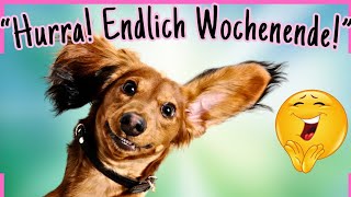 Dein tierischer GUTE LAUNE Gruß für fröhlichfreie Tage 🥳🐶 [upl. by Little]