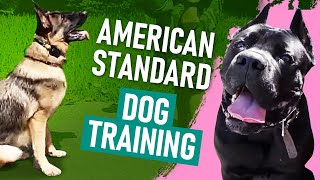 American Standard Dog Training [upl. by Cheyney837]