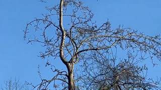 Flying Squirrel Mansfield Ohio [upl. by Bez]