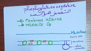 préparation national  ATP 🚨 phosphorylation oxydative 🔥 2bac biof  bac 2024  svt fabour [upl. by Eilsil]