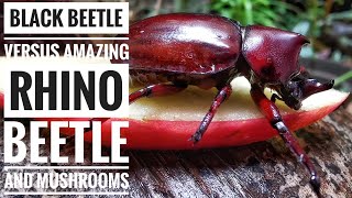 Black Beetle Versus Amazing Rhino Beetle and Mushrooms [upl. by Mera377]