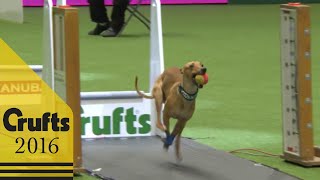 Flyball  Team Final  Crufts 2016 [upl. by Ecirtram363]