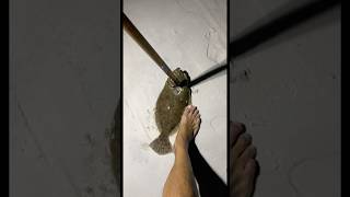 Flounder gigging on foot [upl. by Llechtim]