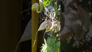 Aristolochia grandiflora or Pelican flowercreeper [upl. by Ateekan341]