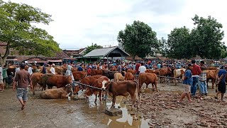 Harga Siang‼️Yang Super Banyak Yang Belum Laku  Pasar Sapi Warujayeng Nganjuk [upl. by Photima]