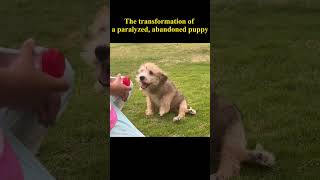 A paralyzed and abandoned puppy gradually stood up and started running animalrescue [upl. by Lowndes]