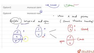 collateral open vascular bundles and eustele are found in [upl. by Antrim]