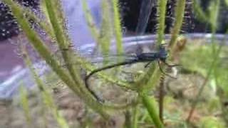 Forked Sundew catches Blue Damselfly [upl. by Pestana]