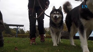 Schlittenhunderennen im Erlebniswald Trappenkamp [upl. by Ttihw526]