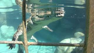 Croc cage dive [upl. by Abel]