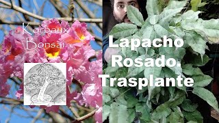 LN T1E3 Lapacho Rosado Trasplante [upl. by Ecyoj]