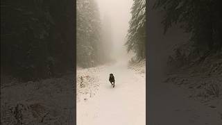 Its here Winter Colville National Forest Live Shot [upl. by Quill]