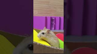 Hamster Run Run Run Hamster Fun Fun Fun Amazing Hamster hamstersshow [upl. by Eerased]