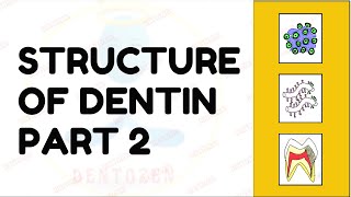 Dentinal Tubules  Dentin Histology  Structure of Dentin [upl. by Iva311]