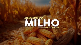 Mercado do milho pode se aproveitar da alta do dólar e ter fim de ano “diferente” [upl. by Drud149]