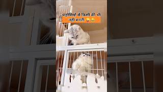 इंसान तो छोड़ो इनकी भी पड़ोसियों से नहीं बनती 😂 funny lol comedy catlover cat jokes funmemes [upl. by Mosier]