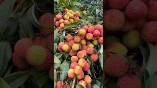 Beautiful and Delicious Litchi lychees fruits planting famerlife [upl. by Airemahs273]