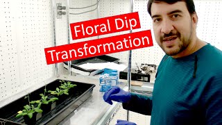 Transforming Arabidopsis by Agrobacterium floral dip [upl. by Anod]