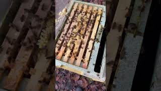 ASMR Removing the Apivar strips killing off varroa mites asmr varroa beekeeping farming [upl. by O'Conner]