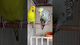 english amp exhibition budgies breeding pair birds budgerigar lovebird parrot parakeet [upl. by Nielson]