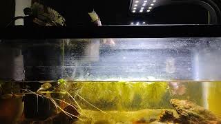 Another view of my Ten gallon [upl. by Inasah]