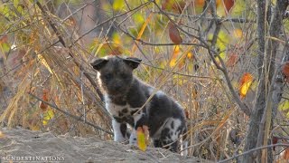 African wild dogs feed their pups [upl. by Essa733]