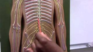 SPINAL NERVES ANATOMY [upl. by Zamora240]