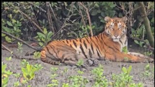 Royal Bengal Tiger Sundarban National Park West Bengal India [upl. by Ardnayek994]