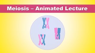 Meiosis steps  what is the purpose of meiosis  Animated Lecture Embryology [upl. by Namreg]