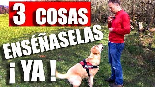 3 Simples TRUCOS 😱 CAMBIARÁN a tu PERRO FUNCIONA [upl. by Delanos584]