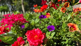 Planting hanging baskets with spring to fall blooming flowers [upl. by Albertson930]