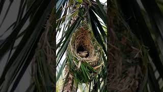 Feathered Engineer How Birds Build Their Dream Home birds wildbirds cutebirds [upl. by Bat]