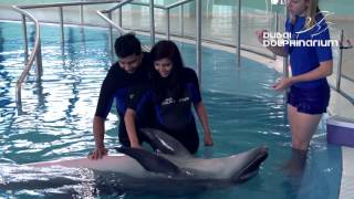 Dolphin Planet At Dubai Dolphinarium Meet Swim amp Play With Dolphins [upl. by Yerfoeg312]