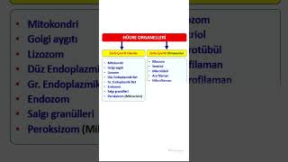 FİZYOLOGİC HÜCRE FİZYOLOJİSİ  HÜCRE ORGANELLERİ [upl. by Nagar636]