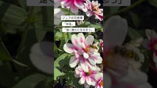 ジニアの花言葉 はなまっぷ flowers 花の癒し bee garden gardening ピンク [upl. by Vite525]