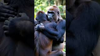 Between gorillas please [upl. by Aicrag]