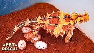 This Thorny Devil Is About To Become A Mum [upl. by Georgeanne]