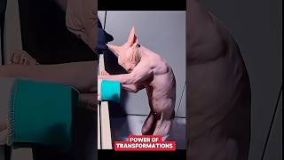 Power of Transformations 🗿trolltrollfaceeditshortsyoutubeshorts [upl. by Ellesor]