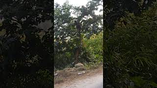 langoor Bandar monkey ytshorts youtube subscribe [upl. by Jaan756]