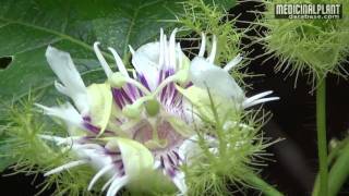 Passiflora foetida [upl. by Polly]