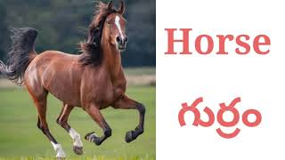 Domestic animals names animals names English to Telugu domestic animals names [upl. by Akimad]