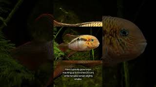 The San Juan Cichlid Andinoacara Biseriatus [upl. by Lorette]