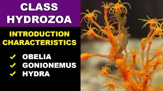 Class hydrozoa  Phylum Cnidaria hydrozoa [upl. by Reywas753]